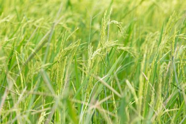 Güneşin batışını ülkeleri içinde sırasında bir organik Asya altın pirinç çiftlik