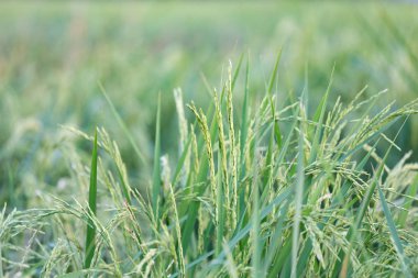 Güneşin batışını ülkeleri içinde sırasında bir organik Asya altın pirinç çiftlik
