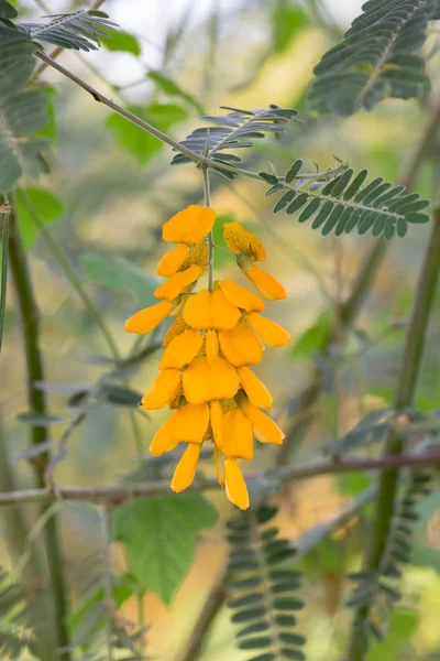 Sesbania on tree during sunset. — Stock Photo, Image