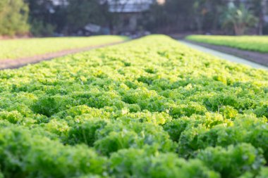 Organik çiftlikte gün batımında yeşil marul