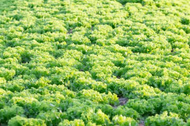 Organik çiftlikte gün batımında yeşil marul