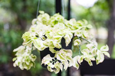 Epipremnum aureum ya da Golden Hunter 's Rolae ya da Devil' s Ivy bitkisi sallanıyor.