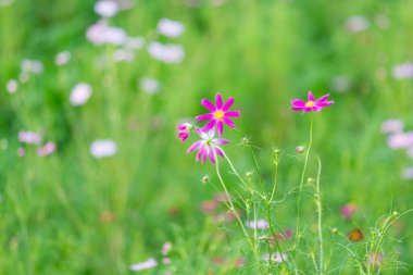Bahçede çiçek açan kozmos çiçekleri