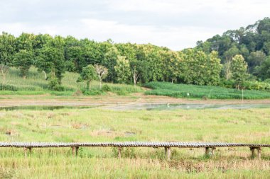 Gün batımında yeşil pirinç tarlası boyunca tahta köprü geçidi