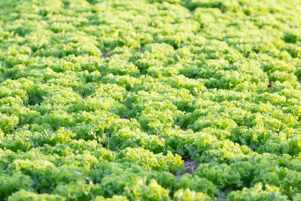 stock image Green lettuce during sunset period in organic farm