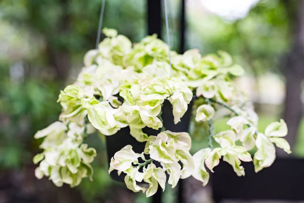 Epipremnum aureum ya da Golden Hunter 's Rolae ya da Devil' s Ivy bitkisi sallanıyor.