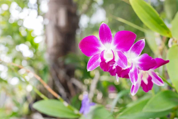 Nahaufnahme Von Schönen Orchideen Blume Und Grünen Blättern Hintergrund Garten — Stockfoto