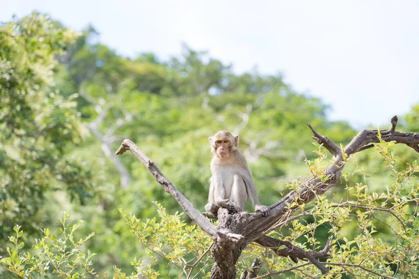 Monkey Sitting Tree Sunset — Stock Photo, Image