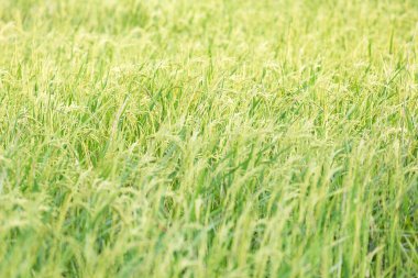 Tayland kırsalında güneş batarken organik bir Asya altın pirinç çiftliği..