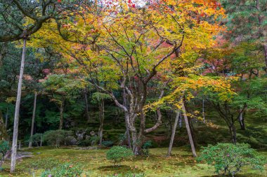 Japonya 'nın Kyoto kentindeki bahçede yapraklar sonbahar boyunca renk değiştirir.