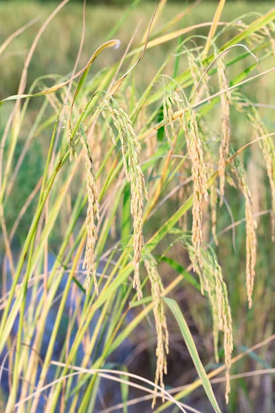 Органическая Азиатская Ферма Золотым Рисом Время Захода Солнца Сельской Местности — стоковое фото