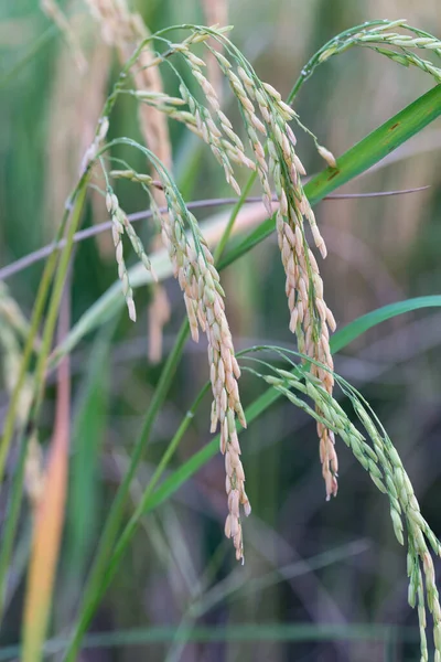 An organic asian golden rice farm during the sun set in the countryside of Thailand.