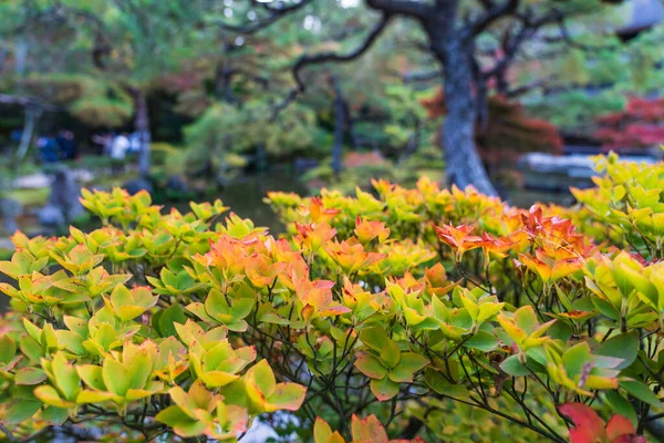 Folhas Mudam Cor Durante Outono Jardim Kyoto Japão — Fotografia de Stock