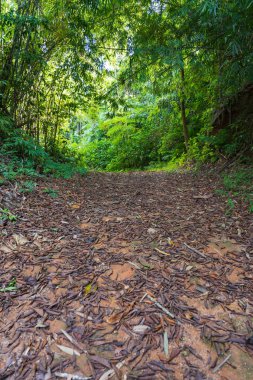 Ormana giden yol sayısız ağaçla çevrili..