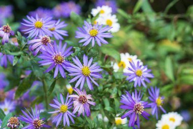 Bahçede açan mor-pembe gerbera çiçeği.