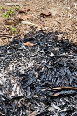 Yerde yanan yapraklar var.