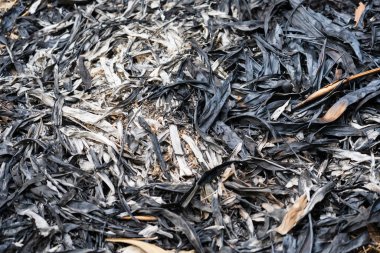 Yerde yanan yapraklar var.