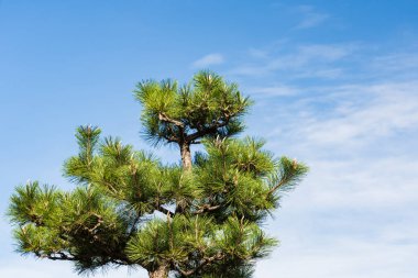 Mavi gökyüzü arka planında çam dalları üzerinde koni meyveleri