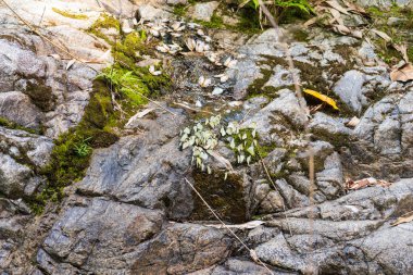Kelebek türlerinin çoğu kayalıklarda akarcasına akmaktadır..