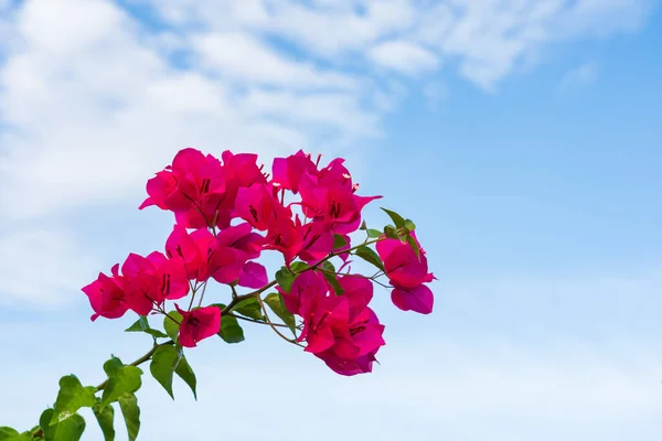 Helder Roze Paarse Bougainvillea Bloemen Als Bloemige Achtergrond Blauwe Hemel — Stockfoto