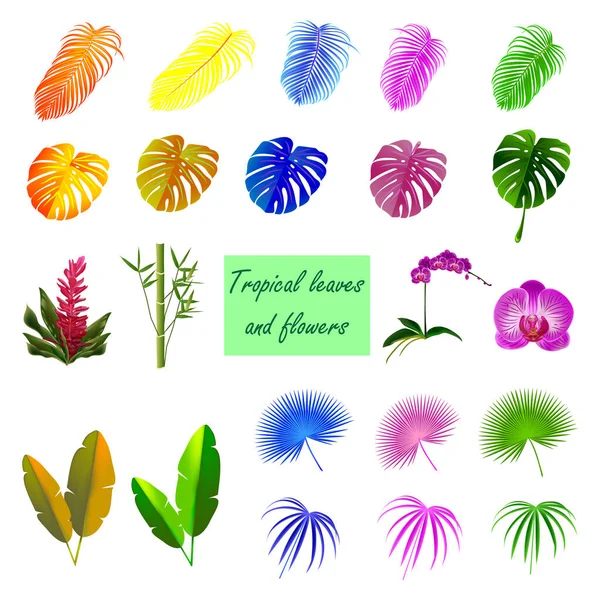 一组丛林植物和热带植物 各种颜色的棕榈树叶子 香蕉叶 黄色的叶子 — 图库矢量图片#