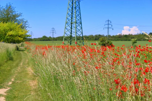 Trawa Tle Czerwonych Maków Zielonych Pól Błękitnego Nieba Wież Elektrycznych — Zdjęcie stockowe