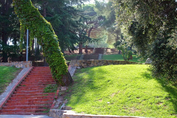 Staircase Leading Top Tree Twined Green Ivy Green Lawn Park — Stock Photo, Image