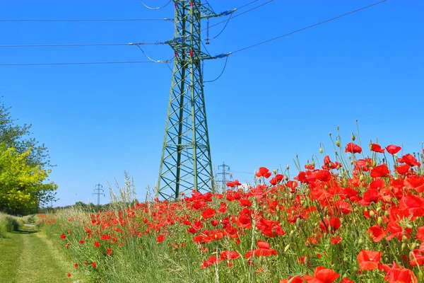 Czerwone Maki Rosnące Zielonej Trawie Przy Drodze Tle Linii Energetycznych — Zdjęcie stockowe