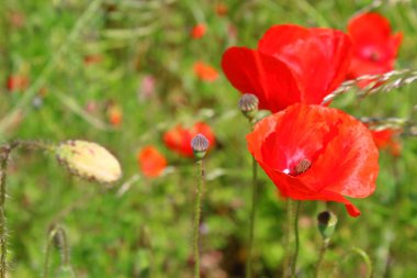 Yeşil çimenlerin üzerinde kırmızı gelincikler ve haşhaş tomurcukları.