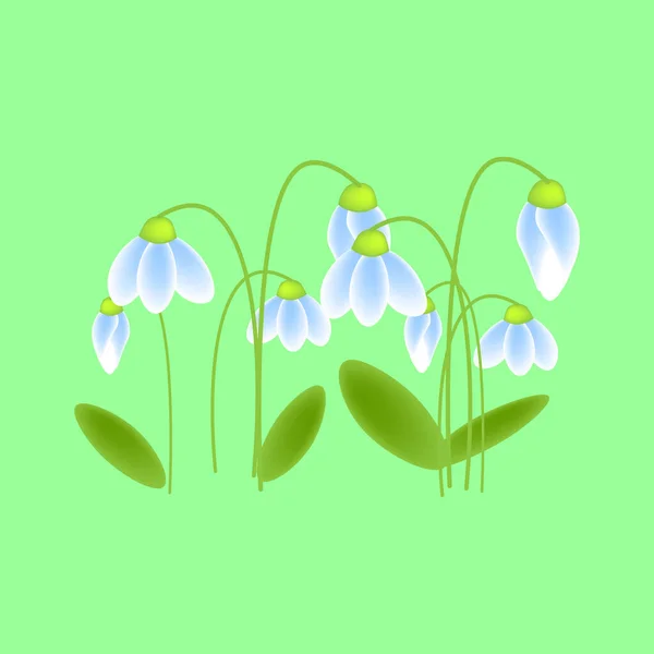 Conjunto Flores Primaverales Gotas Nieve Sobre Fondo Verde Blanco Aislado — Archivo Imágenes Vectoriales