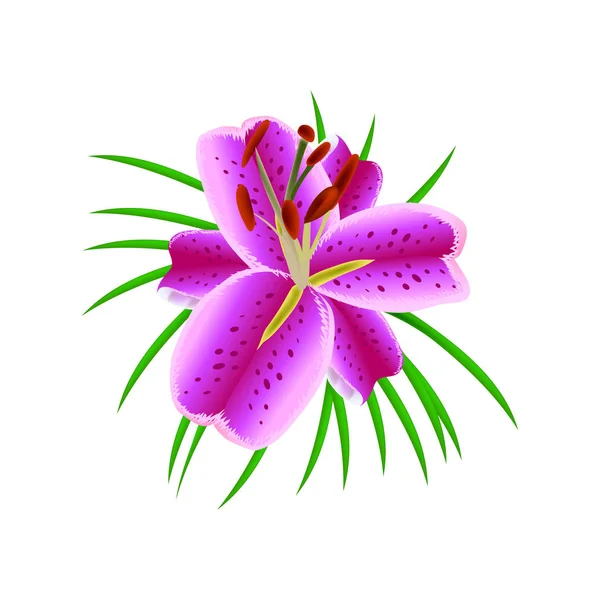 Lilac Lily Flower Green Leaves White Background Isolated Vector Illustration Stock Illustration