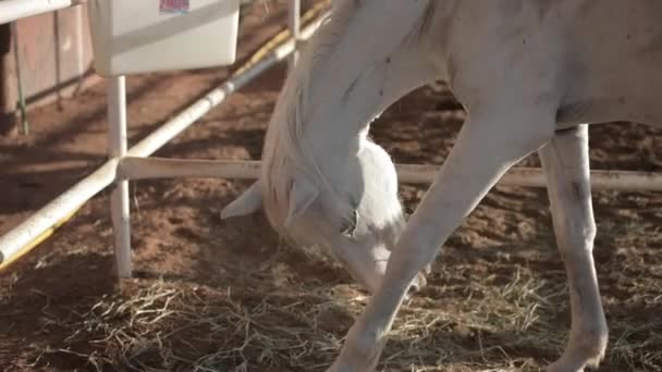 Vita hästen i en penna. — Stockvideo