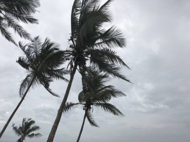 Bir bulutlu gökyüzü arka plan palmiye ağaçlarının.