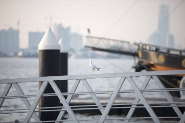 Bir martı bir korkuluk Port oturur.