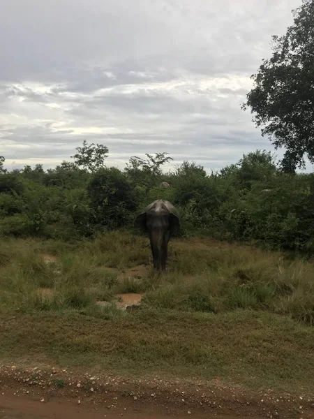 녹색 숲 나오는 큰 회색 코끼리. — 스톡 사진