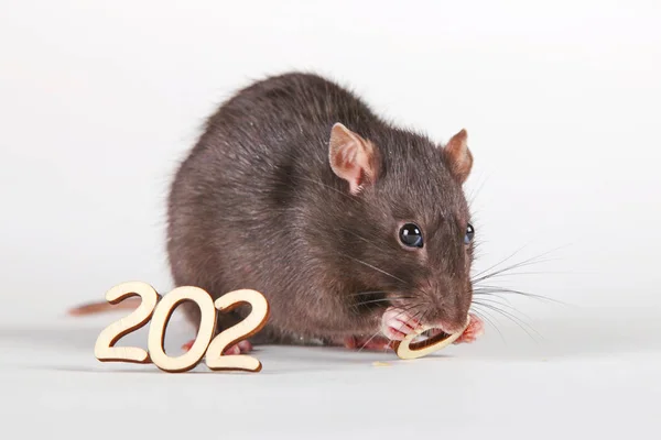 Gelukkig Nieuwjaar Het Symbool Van Nieuwe 2020 Rat Een Harige — Stockfoto