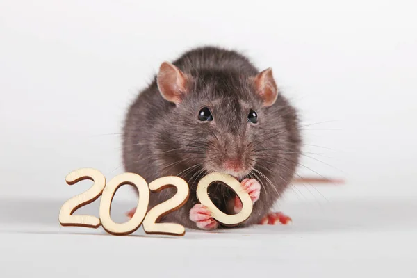 Новым Годом Символом Нового 2020 Года Является Крыса Пушистая Крыса Лицензионные Стоковые Фото