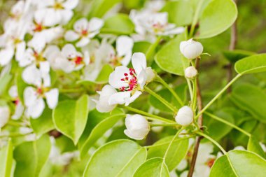 Şaşırtıcı derecede güzel ağaç dalları beyaz çiçekler, Apple tomurcukları bahar baharı bitkinin tohum taşıyan kısmı, erkek organlar, pedikürler, parlak renkli Corolla yaprakları,