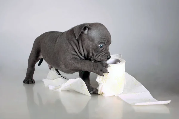 Cachorro de la American Bully crianza, juega mordisquitos papel higiénico, no entra en pánico por la epidemia, el virus —  Fotos de Stock