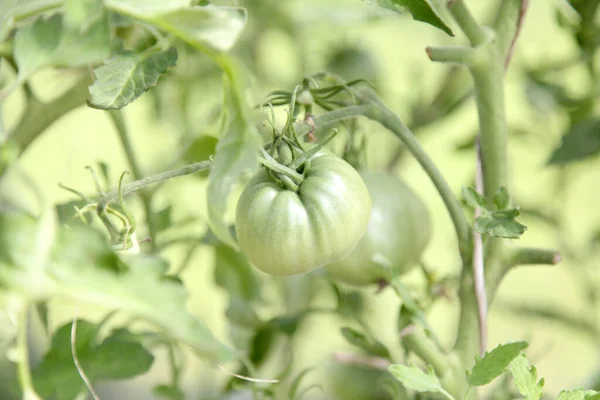 Green tomatoes grow in the garden bed. Tomatoes in a greenhouse with green fruits. Green tomatoes on a branch weigh — Stock Photo, Image