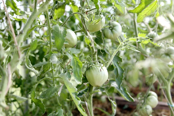 Green tomatoes grow in the garden bed. Tomatoes in a greenhouse with green fruits. Green tomatoes on a branch weigh — Stock Photo, Image