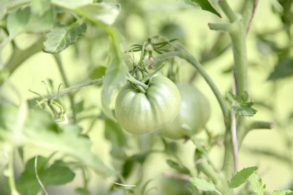 Green tomatoes grow in the garden bed. Tomatoes in a greenhouse with green fruits. Green tomatoes on a branch weigh Stock Photo