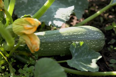 Bahçede taze yeşil kabak yetişiyor. Taze çiftlik sebzesi, organik çiftlikte hasat.