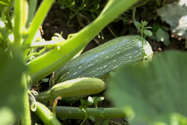 Свіжі зелені кабачки, що дозрівають, ростуть в саду. Свіжі ферми овочі, урожай в органічній фермі — стокове фото