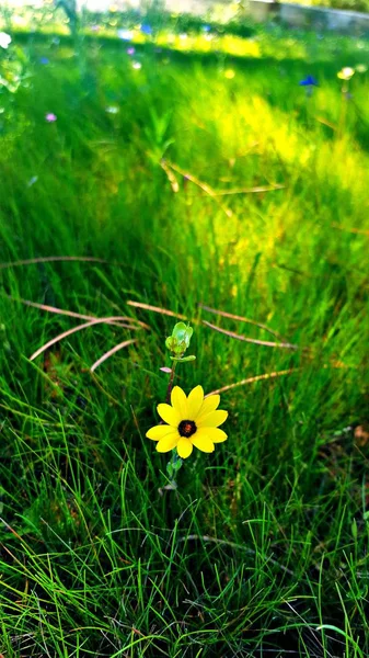 Sol Positivo Flores Colores Brillantes — Foto de Stock