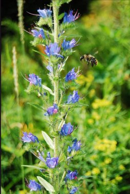 Bal arısı. Çiçekler. Bal. Doğa. Yaz. Güzellik..
