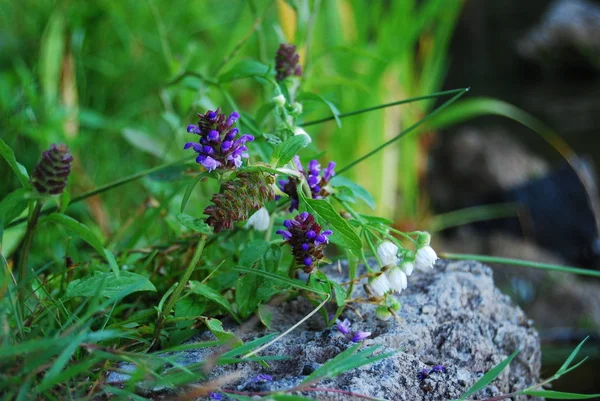 Fältljus Gryningen Sommar — Stockfoto