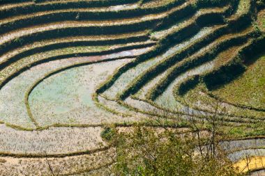 Pirinç tarlaları teraslı dağlar üzerinde