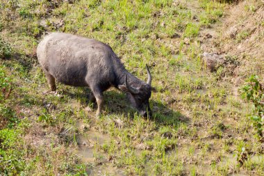 Asya buffalo teraslı dağlardaki grazes