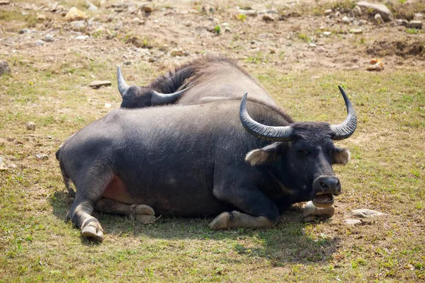 Asya buffalo dinlenme teraslı Dağları üzerinde olması